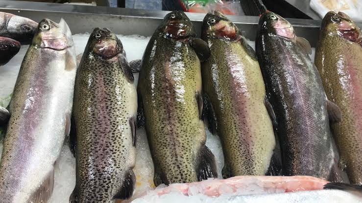 FOREL.jpg (103 KB)