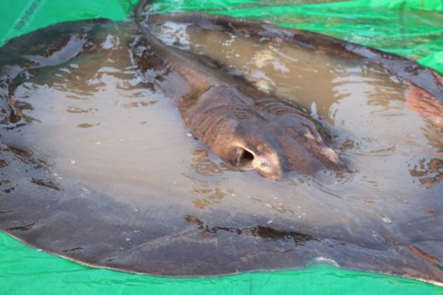 Рыбак поймал 250-килограммового ската после двух часов борьбы - ФОТО