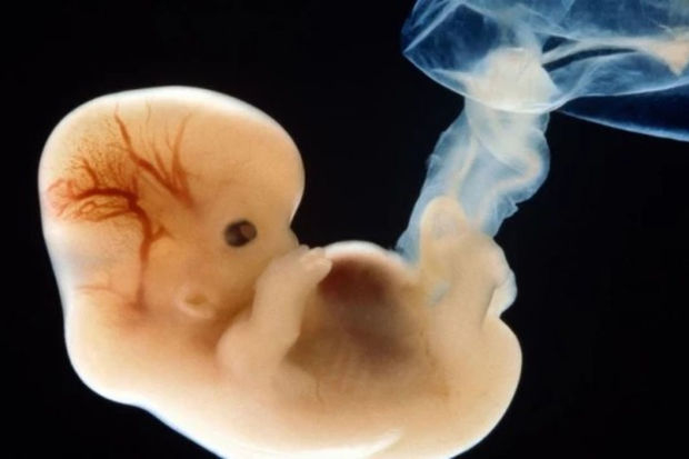 Израильские ученые создали эмбрион без яйцеклетки и сперматозоида