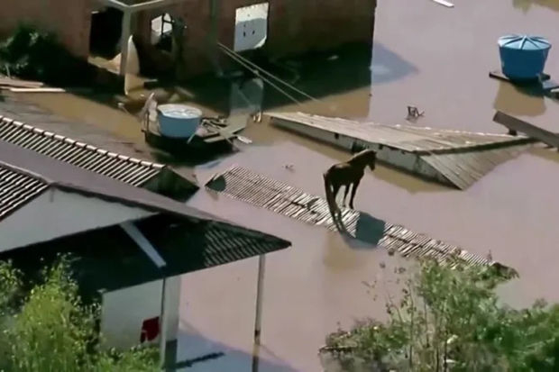 В Бразилии спасли лошадь, застрявшую из-за наводнения на крыше дома - ФОТО,ВИДЕО