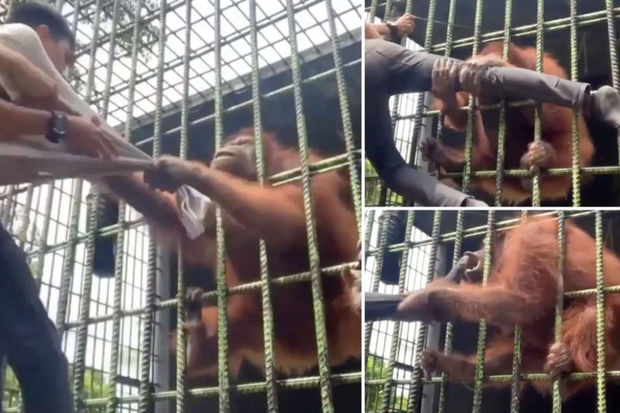 Орангутан пытался затащить в клетку дразнившего его прохожего - ВИДЕО