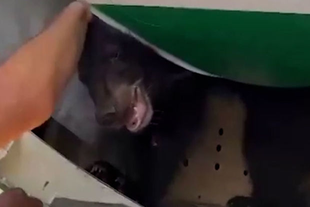 Медведь сбежал из ящика в самолете в аэропорту Дубая - ВИДЕО