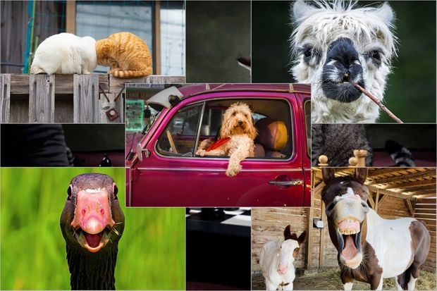 Показаны самые смешные фотографии животных 2022 года