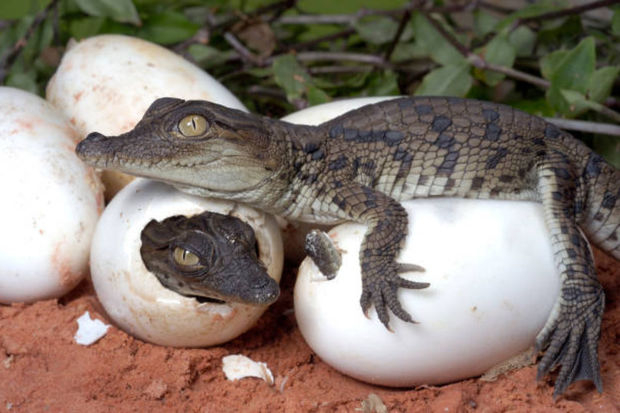 У крокодилов обнаружена способность к размножению без самцов
