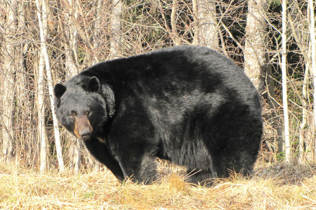 Большой медведь решил устроить берлогу под жилым домом - ВИДЕО