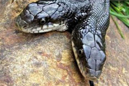 Прожившая 17 лет двухголовая змея удивила ученых