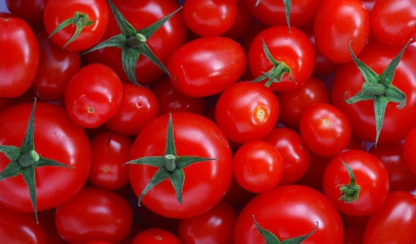 Pomidorun qiyməti mayda “üz qızardır” - “parnik”i olan OLİQARXLAR...