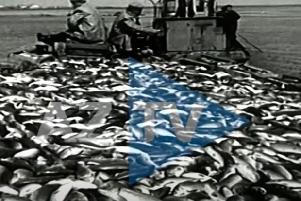 1960-cı illərdə Xəzər dənizində balıq ovu - VİDEO