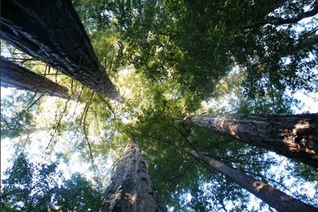 Найден лес с самыми высокими деревьями в мире - ФОТО