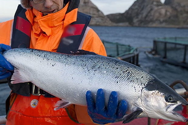 Иранские рыбаки продали выловленный в Каспийском море редкий вид рыбы по невероятной цене - ФОТО,ВИДЕО
