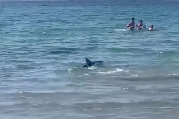 Акула распугала отдыхающих на пляже и довела женщину до панической атаки - ВИДЕО