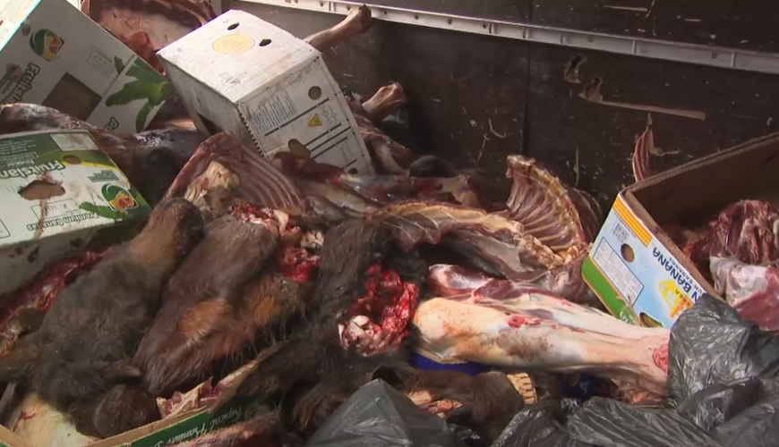 В Азербайджане полиция предотвратила продажу мяса больных и мертвых лошадей и ослов - ВИДЕО