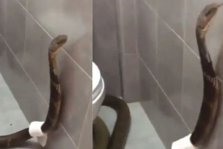 Ядовитая змея устроила дебош в туалете и похитила туалетную бумагу - ВИДЕО
