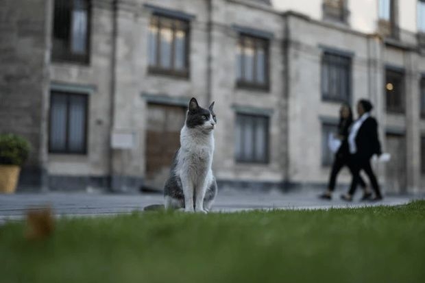 В Мексике обитающим в Национальном дворце котам предоставили пожизненное обеспечение - ФОТО