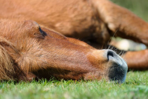 Лошадь научилась притворяться спящей, чтобы не работать - ФОТО