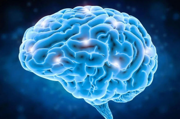 Американские исследователи зафиксировали увеличение мозга человека