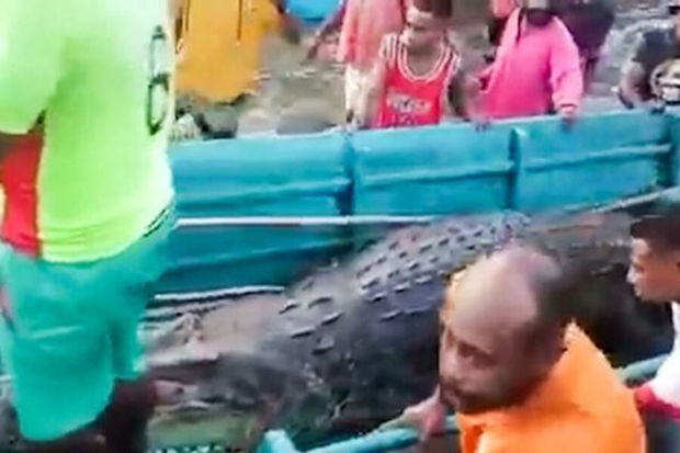 В Индонезии тело мужчины достали из желудка гигантского крокодила - ФОТО
