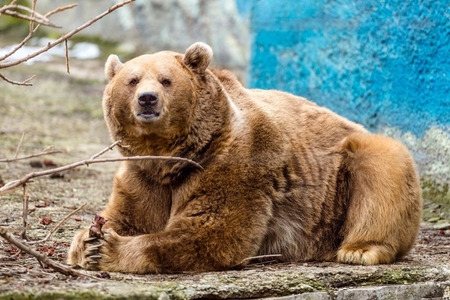 Медведь В Полный Рост Фото