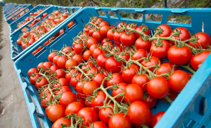 Azərbaycan bazarı pomidorun qiymətində Rusiyadan asılıdır - səbəblər