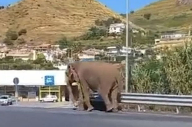В Италии слон сбежал из цирка и 
