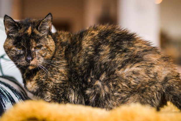 Старейшая в мире кошка обрела новый дом - ФОТО