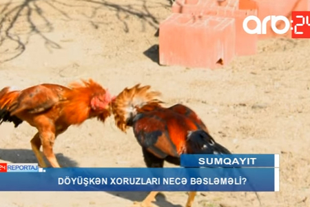 Sumqayıtda avtomobil qiymətinə xoruz: 