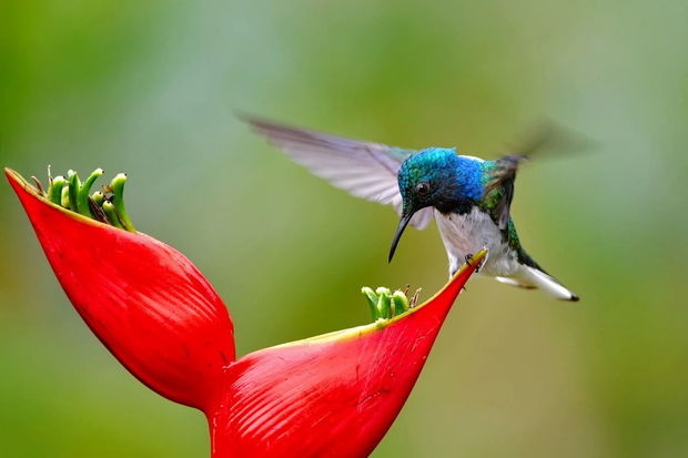 Самки колибри становятся трансвеститами ради еды - ФОТО