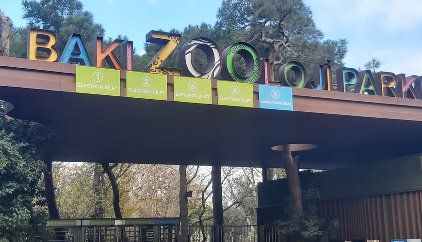 12 kilo ətlə doymayanlar, balasına qəsd edənlər - Zooloji Parkdan REPORTAJ - FOTOLAR, VİDEO
