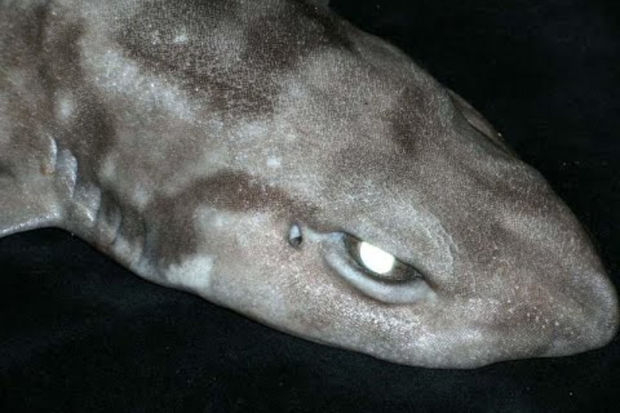 В Австралии открыли новый вид кошачьих акул - ФОТО