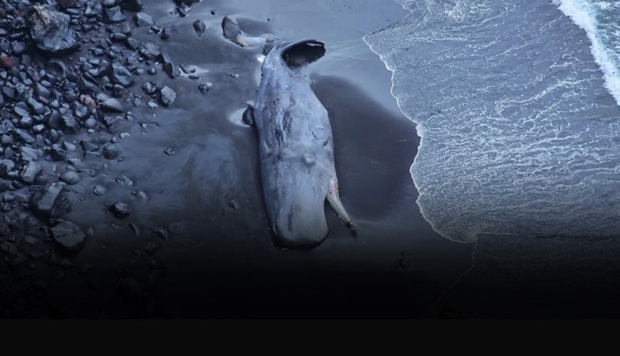 Ölü balinanın qarnından milyonluq SƏRVƏT ÇIXDI