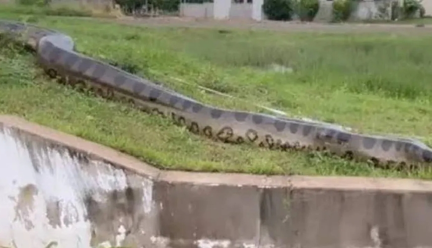Braziliyada ŞOK GÖRÜNTÜLƏR: Nəhəng anakonda panika yaratdı - VİDEO