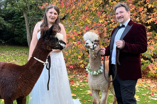 Британцы начали устраивать свадебные церемонии на фермах с альпаками - ФОТО