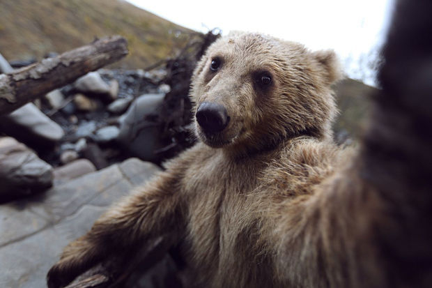 В Колорадо медведь сделал 400 селфи с помощью фотоловушки - ФОТО