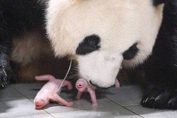 Гигантская панда родила двойню в южнокорейском зоопарке - ВИДЕО