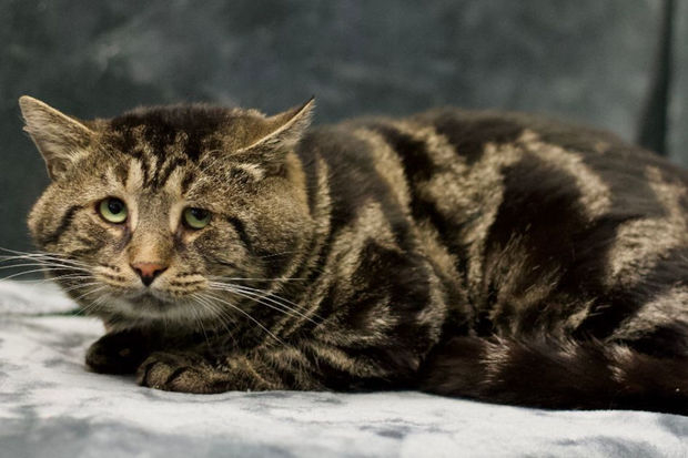 Самый грустный кот нашел хозяев, став звездой интернета - ФОТО