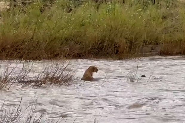 В ЮАР львица вытащила из реки двух своих детенышей, которых унесло течением - ВИДЕО
