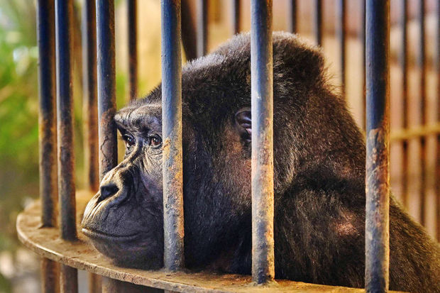 Самая одинокая горилла в мире проведет 40-е Рождество в тесной клетке - ФОТО
