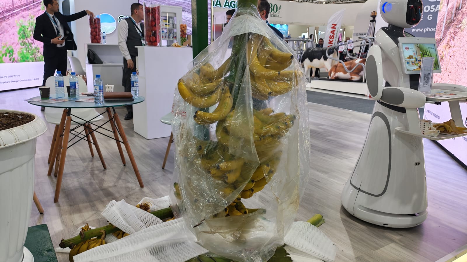 banan.jpg (189 KB)