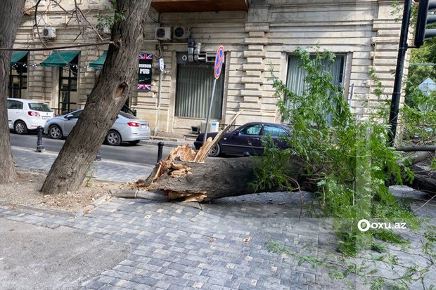 Güclü külək paytaxtda ağacları aşırdı - FOTO/VİDEO