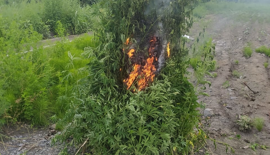 Qaxda 1,6 ton narkotik tərkibli bitki məhv edilib