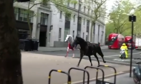 Bukingem sarayından qaçan atlar Londonu bir - birinə qatdı, yaralananlar var - VİDEO