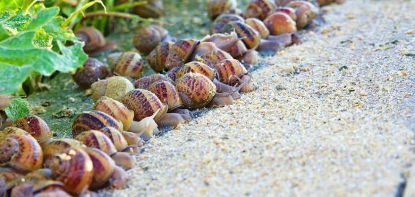 Azərbaycan ilbiz biznesinə girişdi – Milyonlarla vəsait…