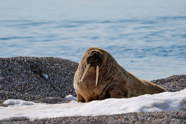 В Норвегии туриста оштрафовали на 1 100 долларов за беспокойство моржа