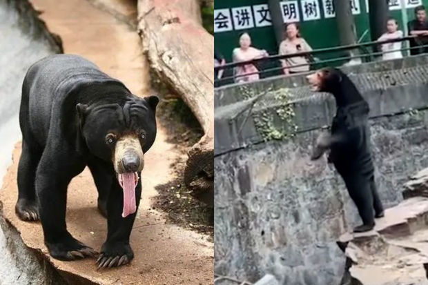 Китайский зоопарк обвинили в подмене медведей людьми в костюмах - ВИДЕО