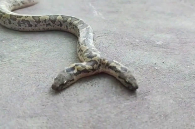 В Индии нашли редчайшую двухголовую змею - ВИДЕО
