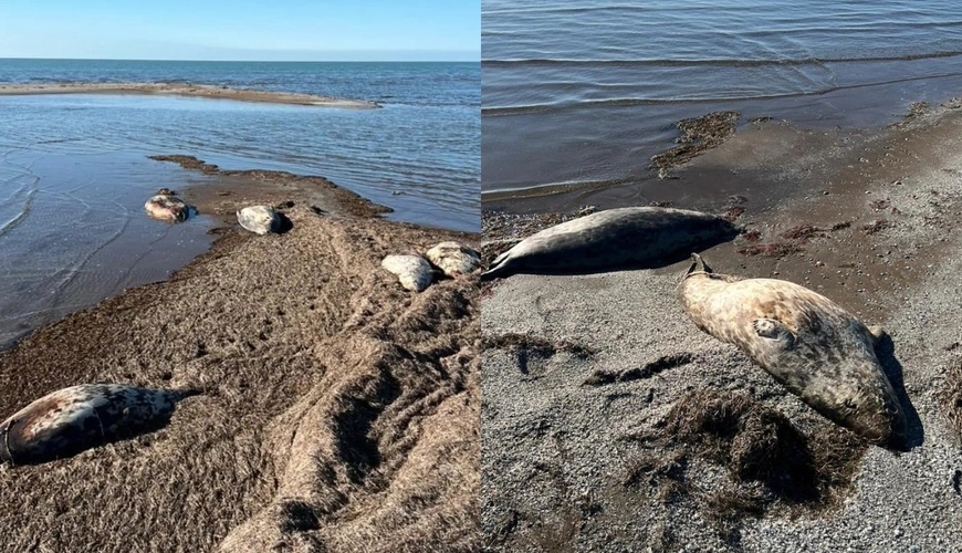 На берегу Каспийского моря нашли более 320 мертвых тюленей