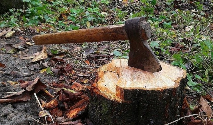 Qanunsuz ağac kəsilməsi faktları ilə bağlı cinayət işləri başlanılıb