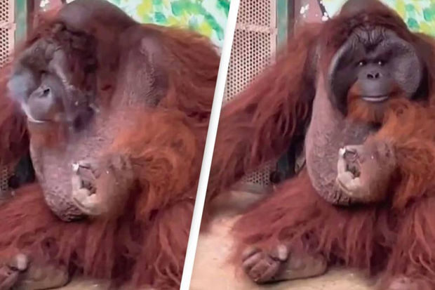 Орангутан покурил сигарету на глазах у посетителей - ВИДЕО