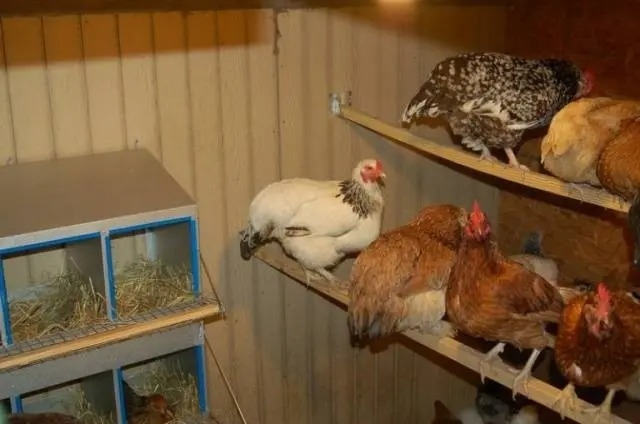 Toyuq hini tikmək üçün icazə lazımdır