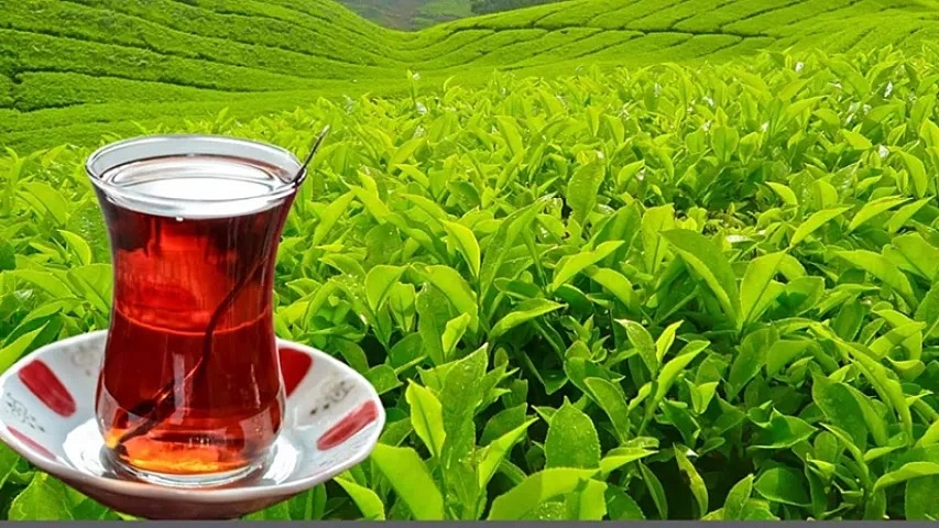 Çay istehsalında ciddi azalma